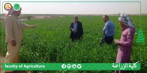 وزارة الزراعة تعلن انطلاق الحملة المجانية لمكافحة حشرة السونه على محصول الحنطة 