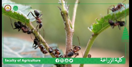 معلومة زراعية ( كيفية التخلص من النمل دون مبيدات )